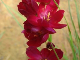 Geissorhiza erosa bright moment